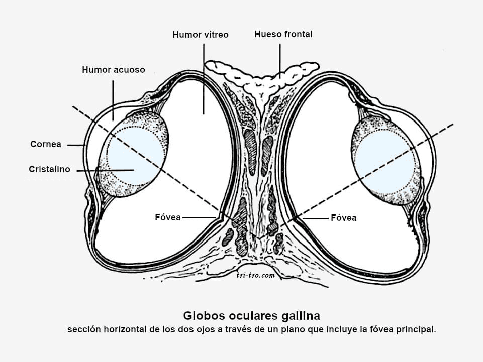Globos oculares gallina, sección horizontal de los dos ojos a través de un plano que incluye la fóvea.