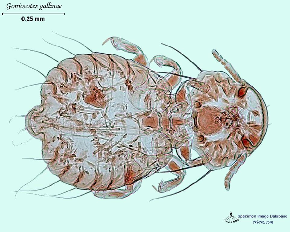 Goniocotes gallinae, piojo del plumón, foto anterior