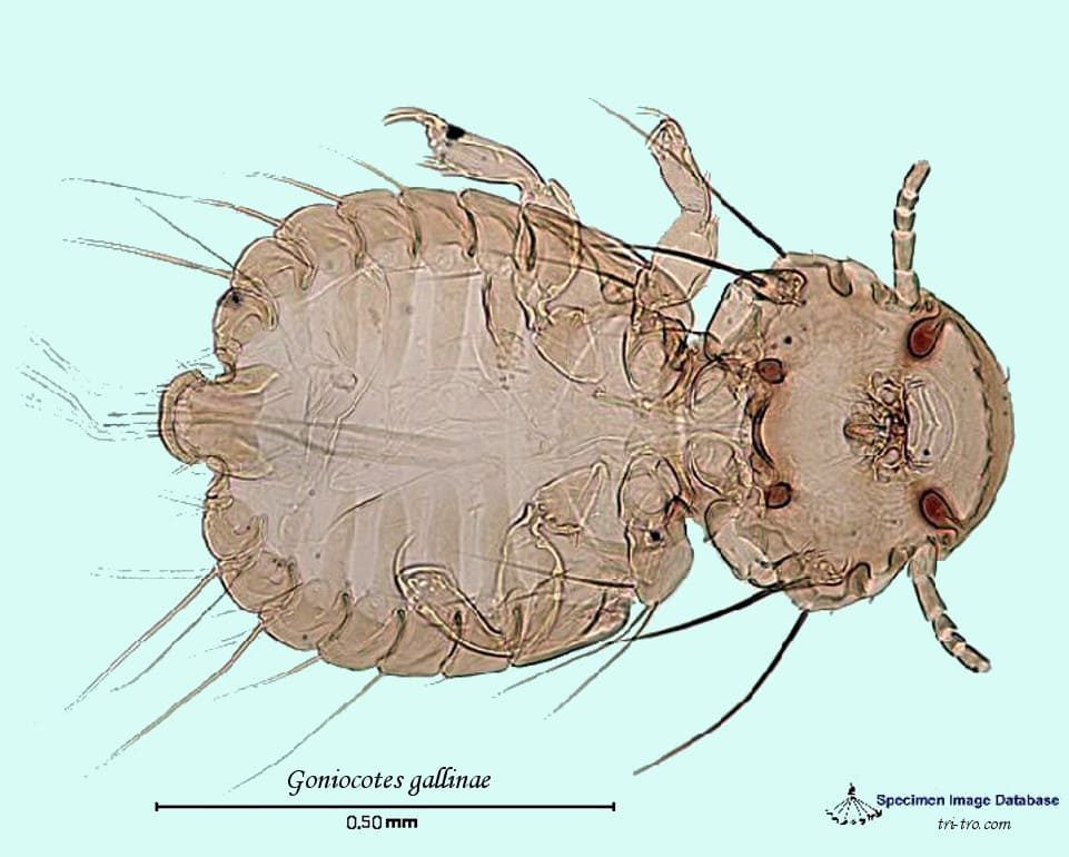 Goniocotes gallinae, piojo del plumón, foto posterior