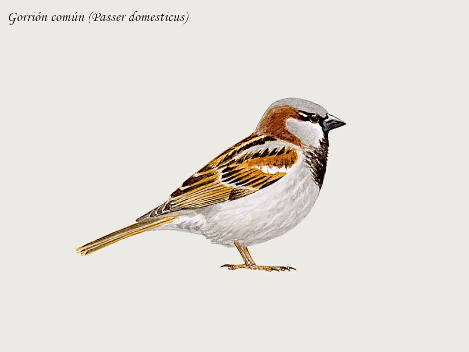 Gorrión común (Passer domesticus)