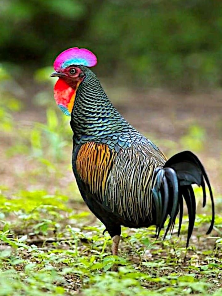 Gallus Varius.