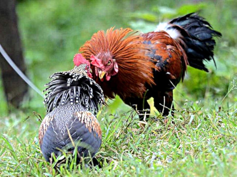 Grey Jjunglefowl domestic fowl encounterdsc, ® Rajesh Shah, Topslip.