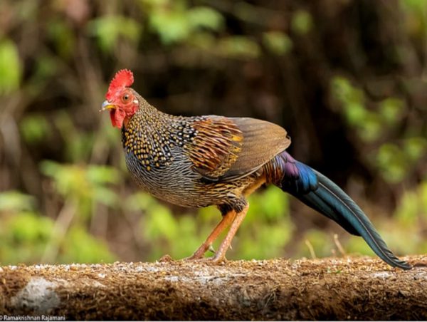 Grey Jungle Fowl, Gallus Sonneratii, Thattekad, Kerala, Marzo 2016