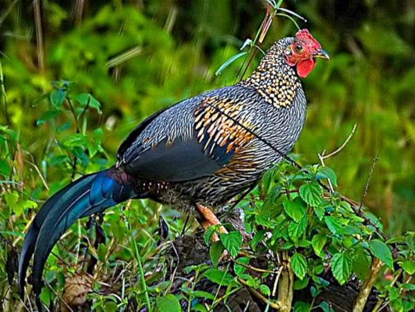 Grey Jungle fowl, ® Rajesh Shah, Bandipur National Park, Karnataka, India, Noviembre 2007