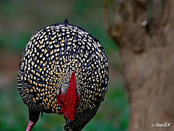 Grey Junglefowl, ® Siva Kumaar, Thattekad Bird Sanctuary, Kerala, India, Marzo 2007
