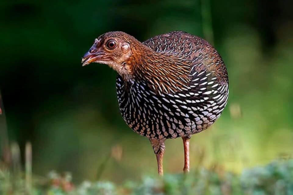 Gallus Sonneratii hembra © Pranjal J. Salkia 2015