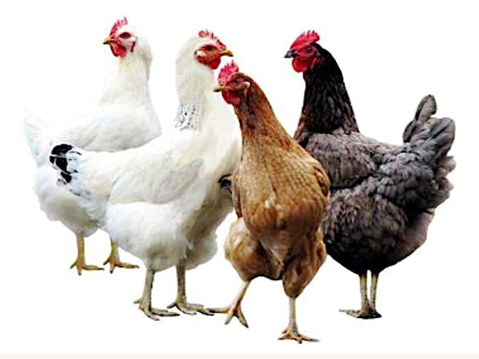 Grupo Gallinas ponedoras