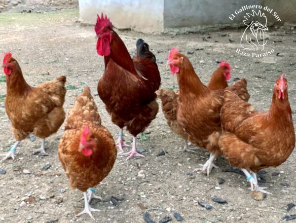 Grupo gallinas y gallo Paraíso leonada 2018