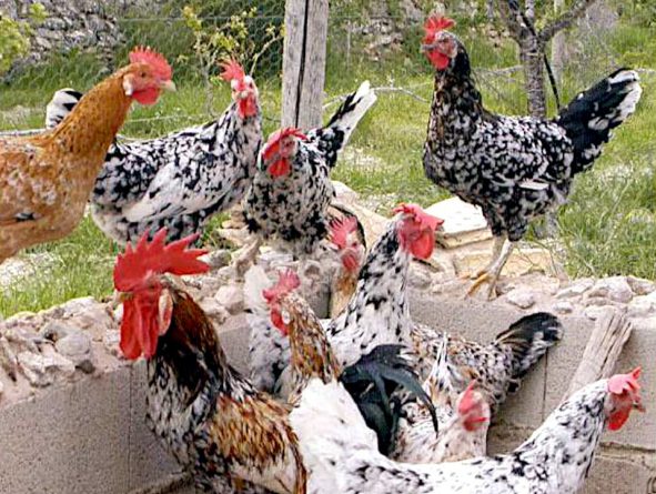 Grupo de gallinas alacantinas (foto Sergio Morán 2007)