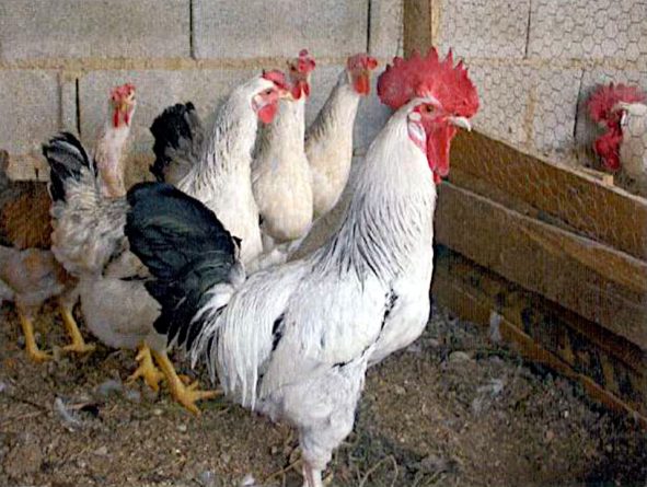 Grupo de gallinas alacantinas plateadas armiñadas (foto Sergio Morán 2007)