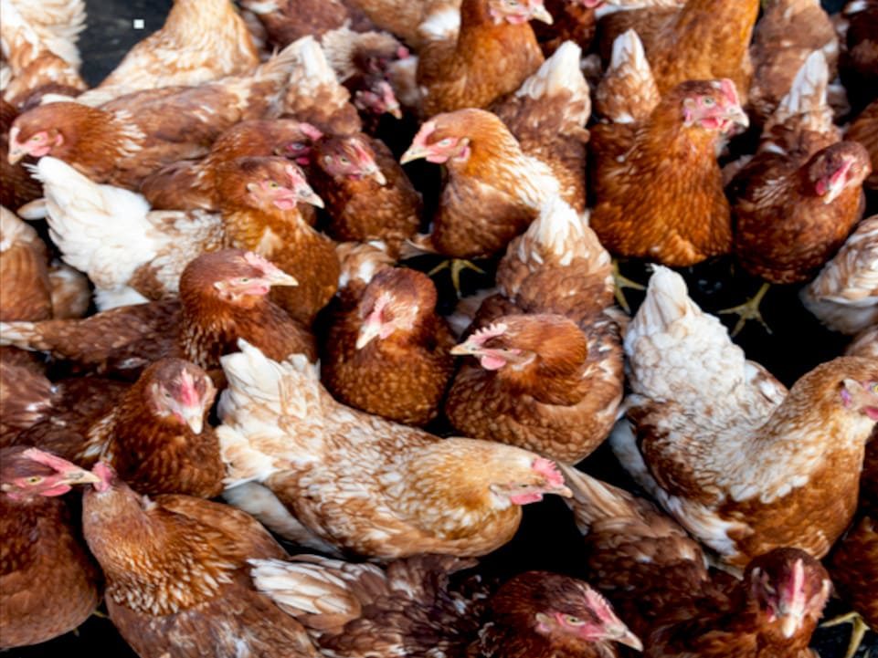 La proximidad entre gallinas favorece la rápida transmisión de la coriza infecciosa en el gallinero.