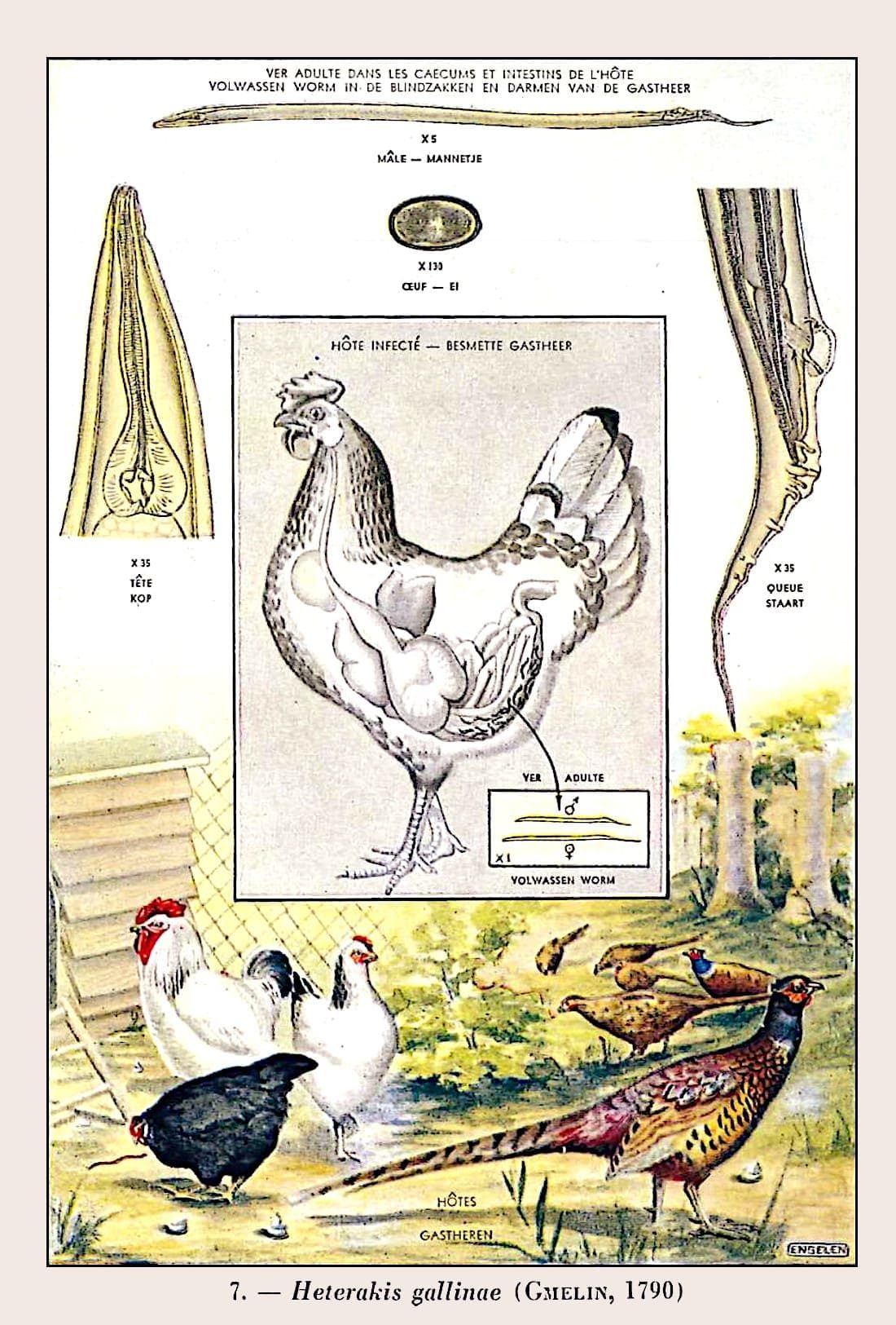 Heterakis gallinae (Gmelin, 1790) Nematodo blanco.
