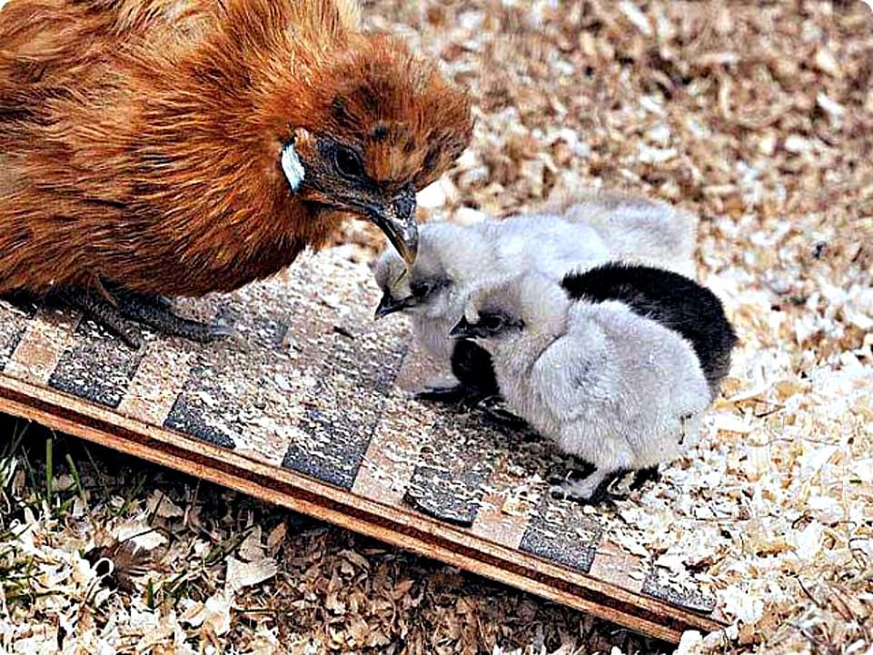 Foto de Highland Poultry