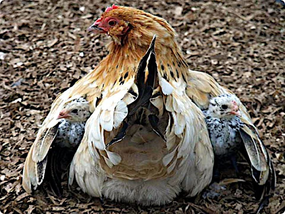 Foto de Highland Poultry