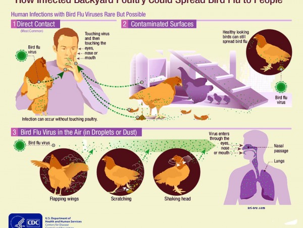 How Infected Backyard Poultry Could Sprean Bird Flu to People