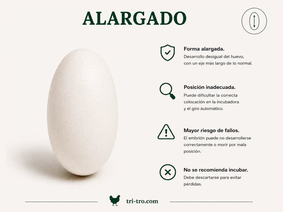 Huevo blanco alargado y estrecho con forma irregular para incubación.