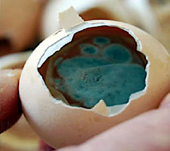 Huevo infectado de aspergilosis