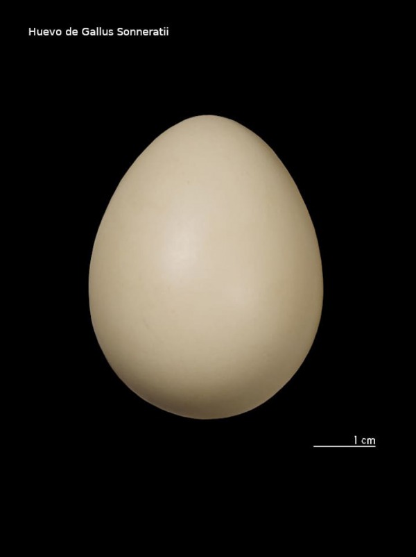 Huevo de Gallus Sonneratii Colección de Jacques Perrin de Brichambaut.