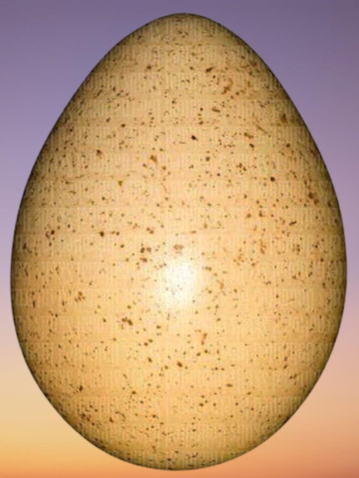 Huevo de Pavo Meleagris