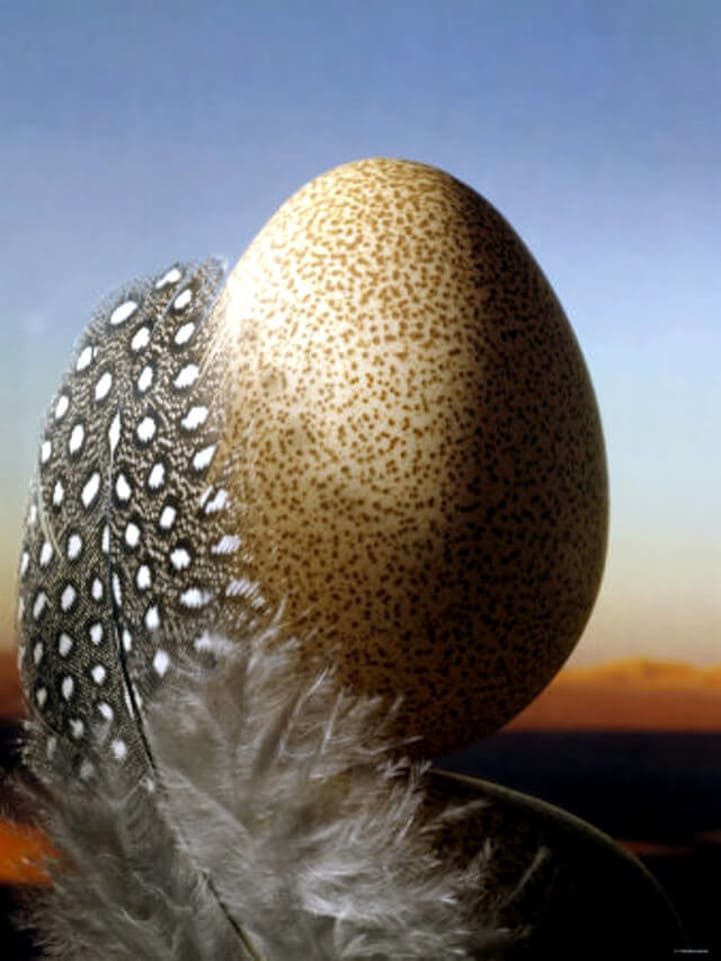Huevo gallina de guinea