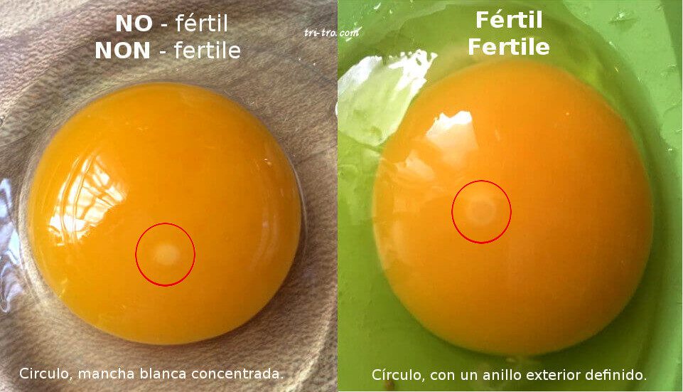 Huevo fértil o infertil