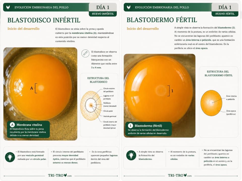 Huevo infértil y fértil