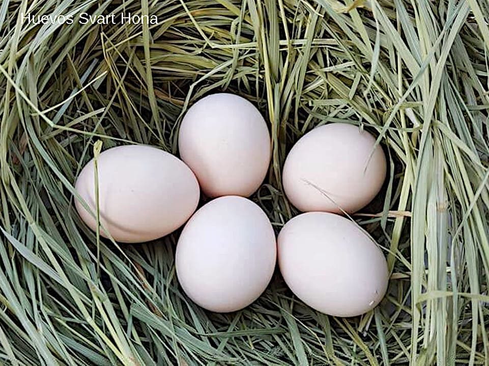 Huevos Svart Hona Suecas.