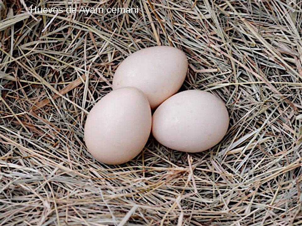 Huevos de Ayam cemani