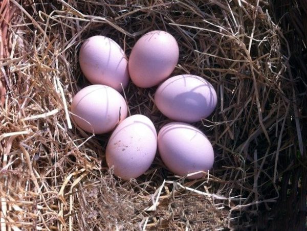 Huevos de gallina Skånsk blommehöna