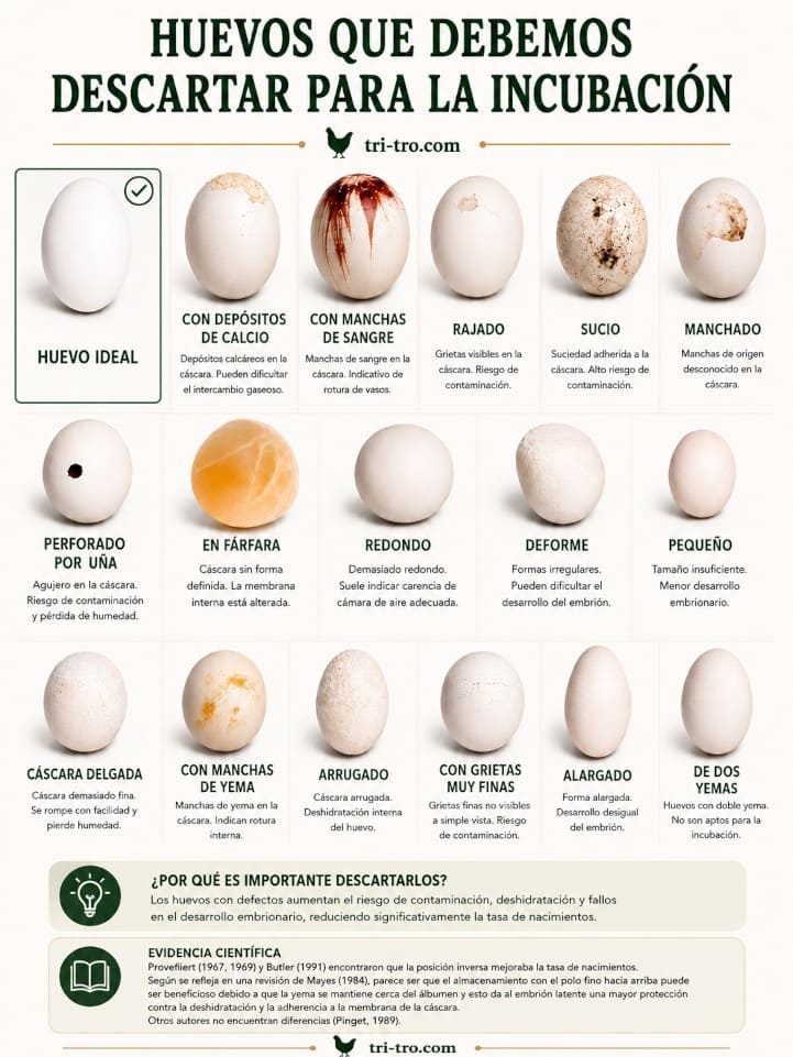 Lámina educativa sobre huevos que deben descartarse para incubación, mostrando ejemplos de huevos rajados, deformes, pequeños, sucios, arrugados y otros defectos frecuentes en huevos blancos de gallina.