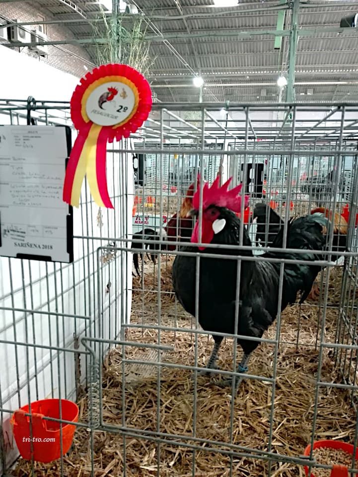 Campeonato de España Sariñena 2018 Gallo Castellano 2 º