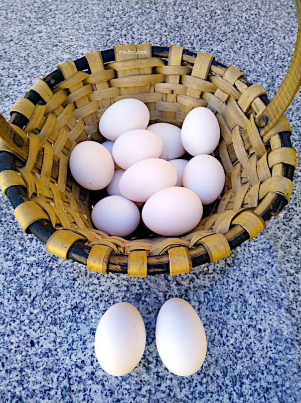 Huevos blancos de Castellana negra
