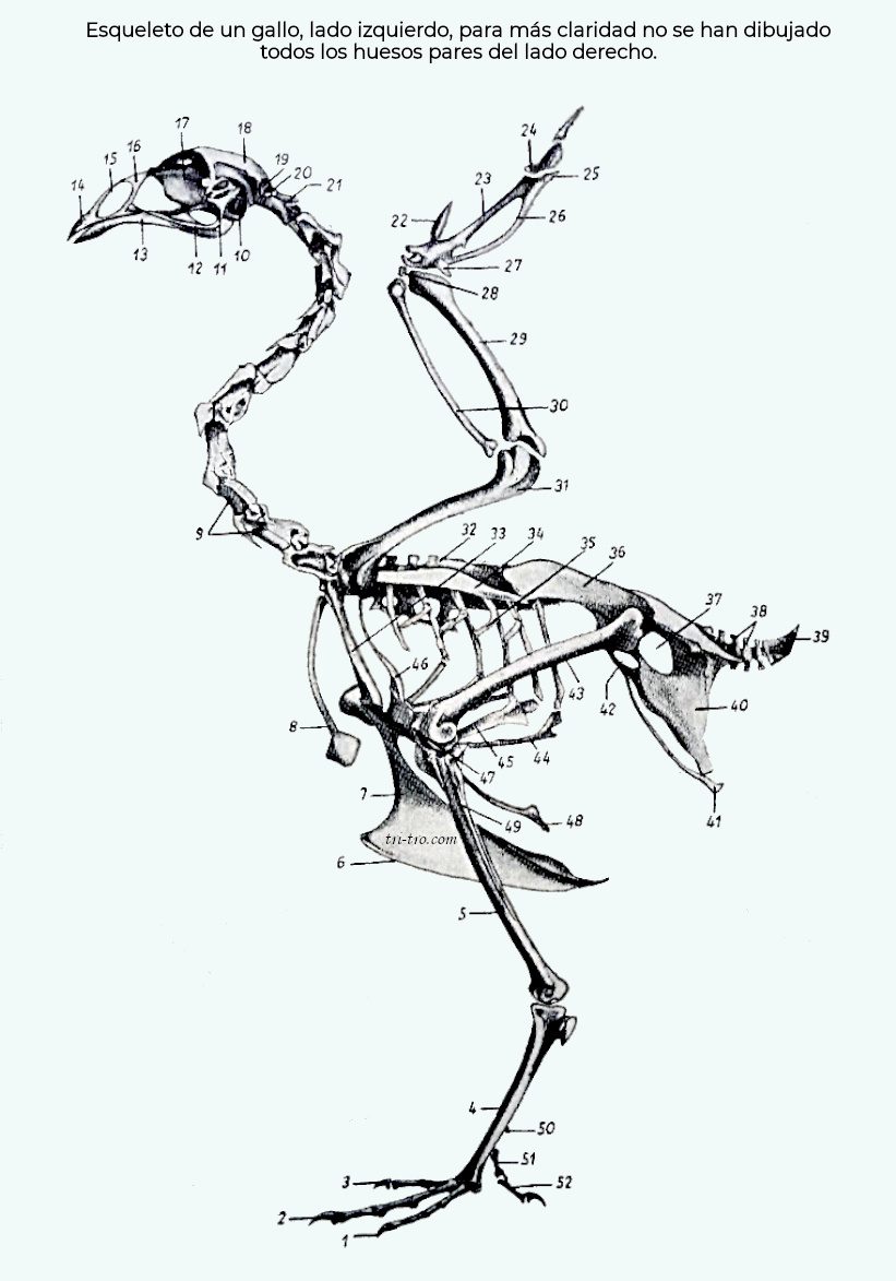 Esqueleto de un gallo, lado izquierdo, para más claridad no se han dibujado todos los huesos pares del lado derecho.