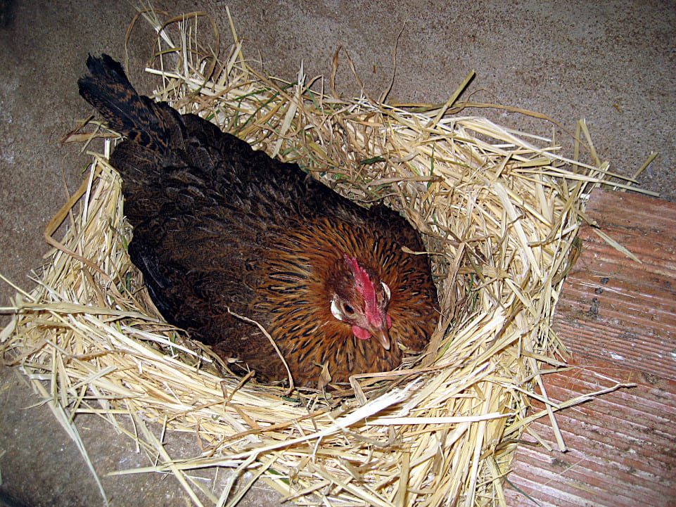 Gallina kika incubando