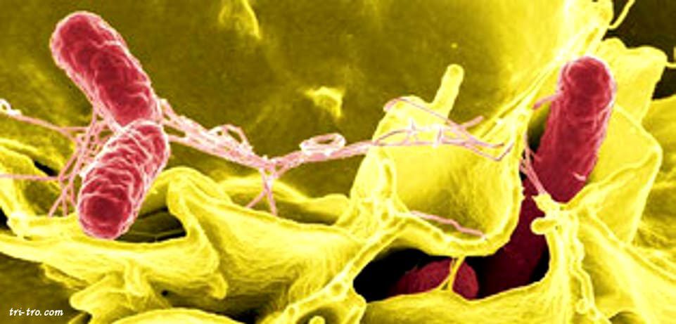 Imagen al microscopio electrónico de Salmonella typhimurium, infectando células humanas