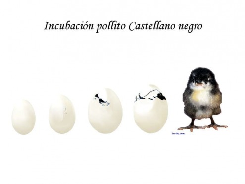 Incubación pollito Castellano negro