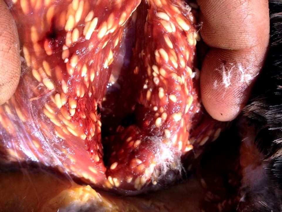 Infestación grande sarcocystis horvathi