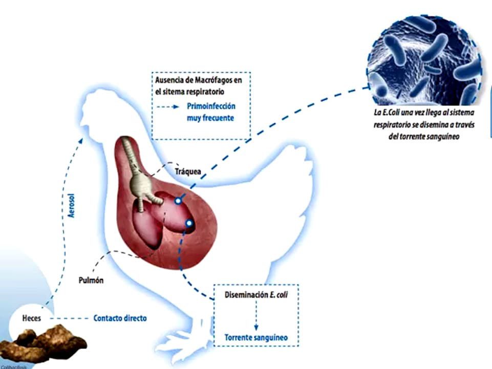 Infestación o ciclo de la Colibacilosis en gallinas