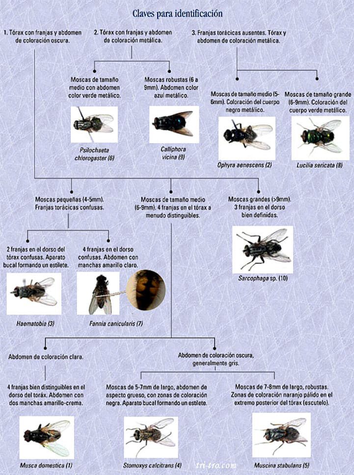 Guía reconocimiento moscas