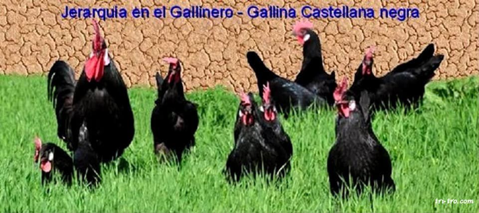 Jerarquía en el Gallinero - Gallina Castellana negra.