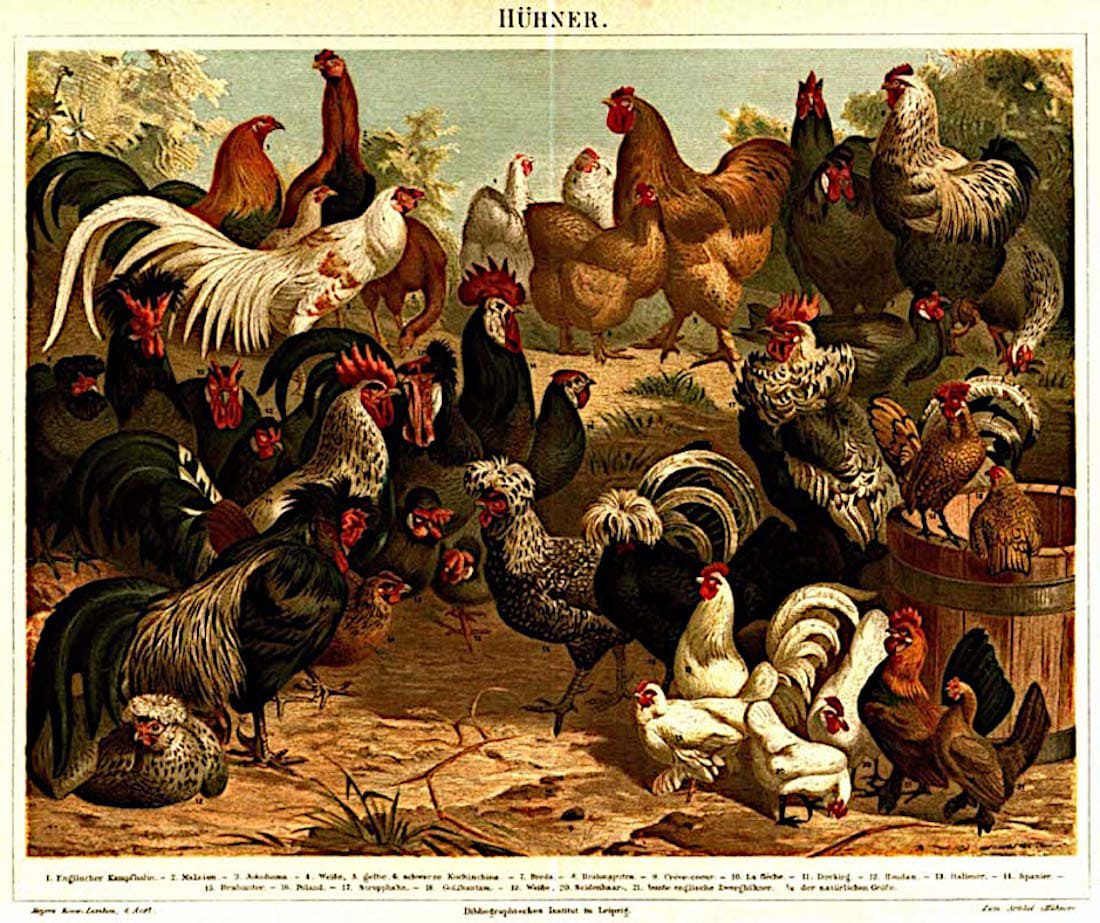 Lámina de distintas razas de gallinas Meyer 1897