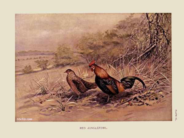 Lámina pareja de Red Jungle Fowl, Bankiva.
