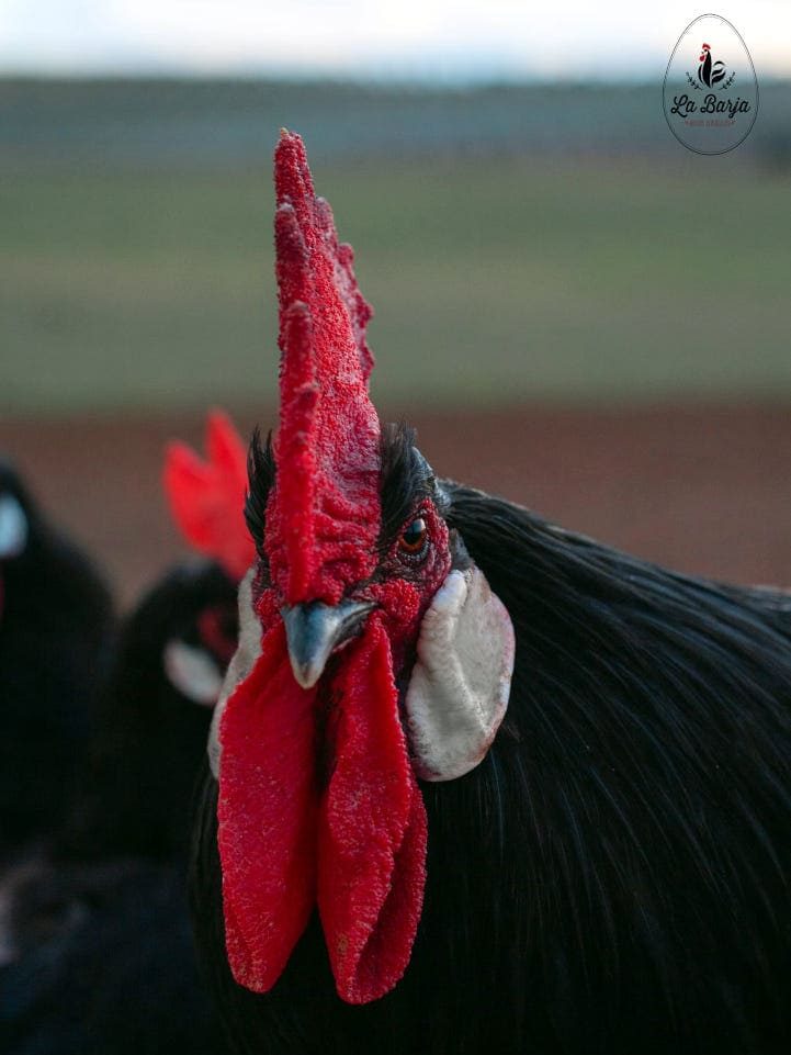 Cabeza Gallo Castellano negro