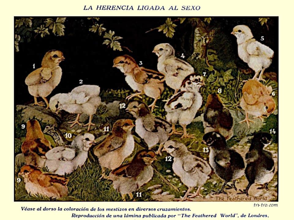 La Herencia ligada al sexo en pollitos