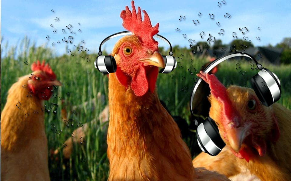 La música clásica, les encanta a las gallinas