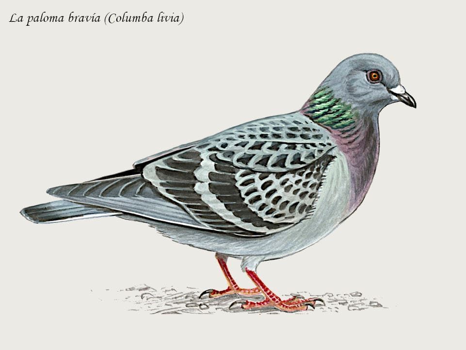 La paloma bravía (Columba livia)