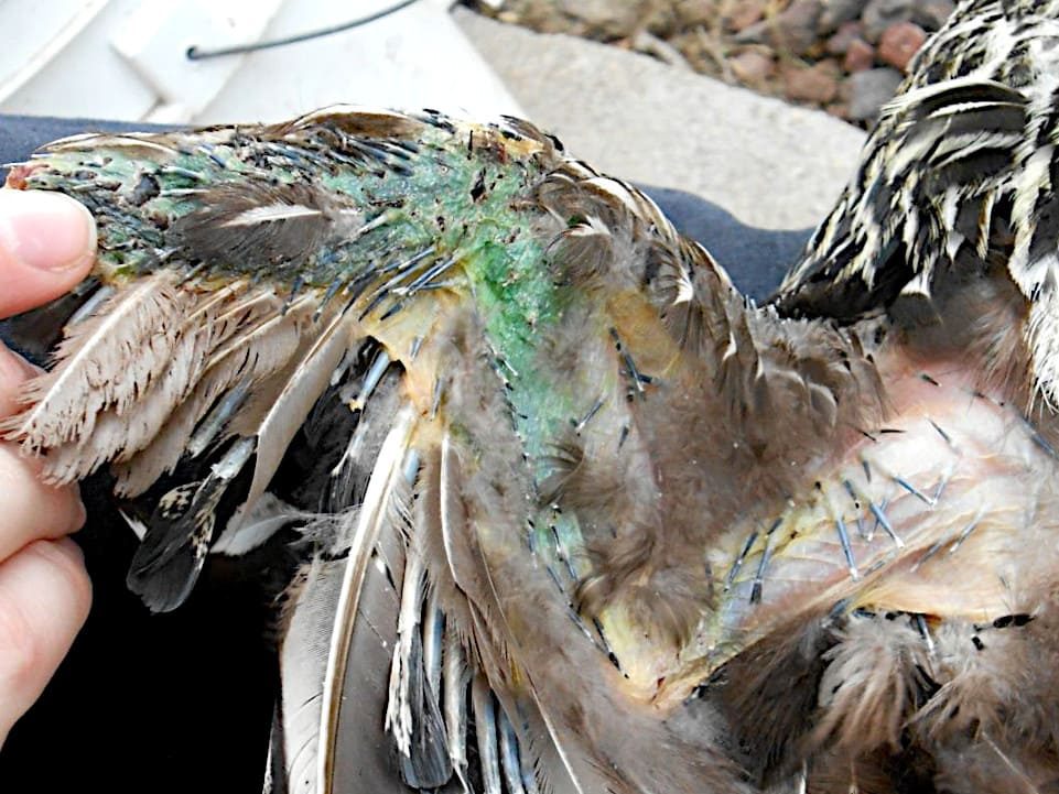 Contusiones en aves.