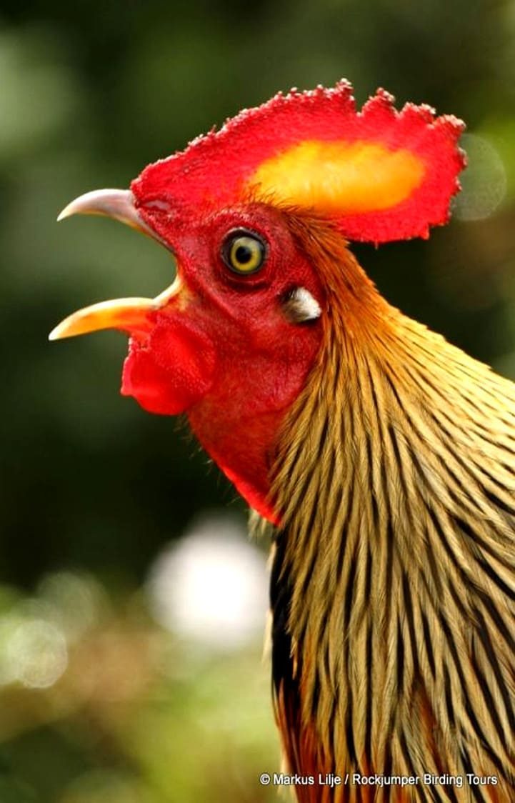 Lafayettii macho llamando © Markus Lilje Rockjumper Birding Tours.