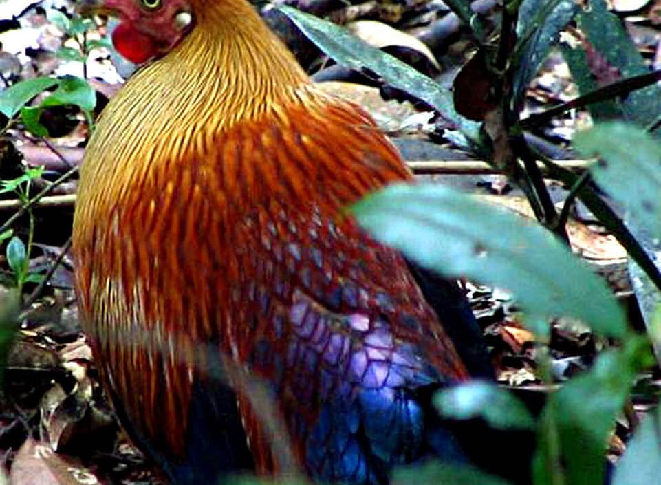 Lafayettii macho © Ding Li Yong, Sinharaja Biosphere Reserve, Sri Lanka, Diciembre 2007