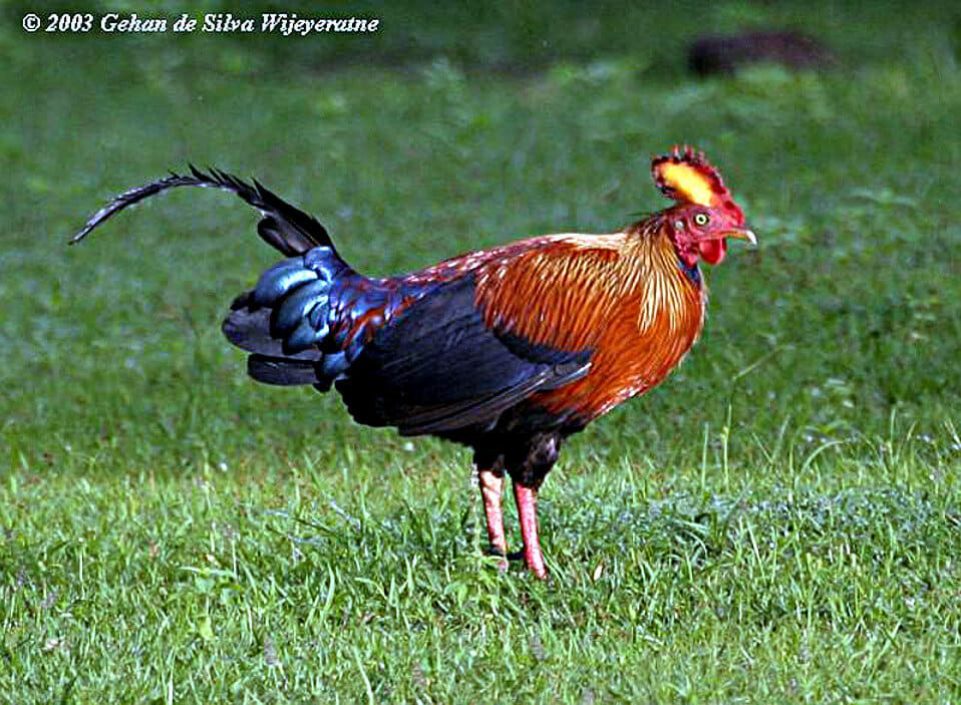 Lafayettii macho © Gehan de Silva Wijeyeratne, Sri Lanka, Noviembre 2003